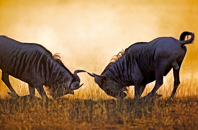 Gnous bleus  barbe noire <i>(Connochtes taurinus)</i>, parc national Amboseli, Kenya.