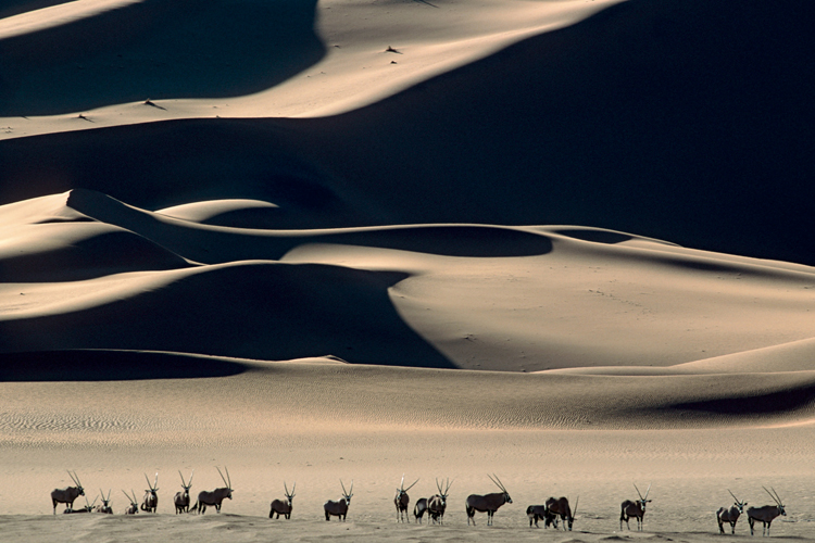 Gemsboks <i>(Oryx gazella)</i>, Namibie.