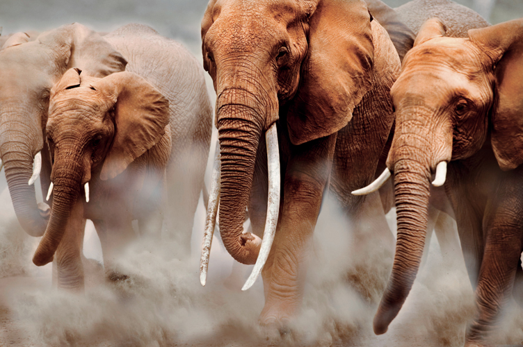 lphants dAfrique <i>(Loxodonta africana)</i>, parc national Amboseli, Kenya.