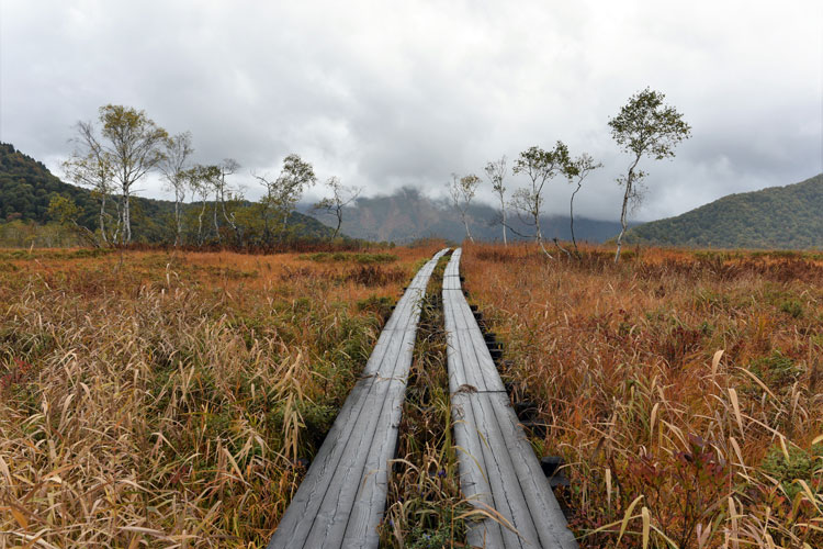 Parc national dOze, prfecture de Gunma  Tohoku (Honshu).