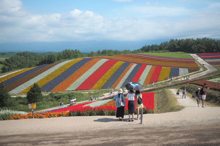 Collines de Biei, prfecture de Hokkaido (Hokkaido).