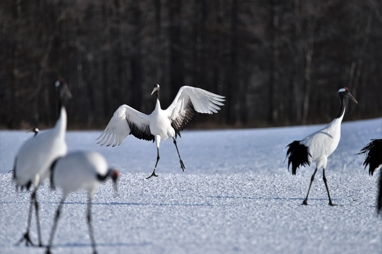 Grues japonaises du parc national de Kushiro-Shitsuge, prfecture de Hokkaido (Hokkaido).