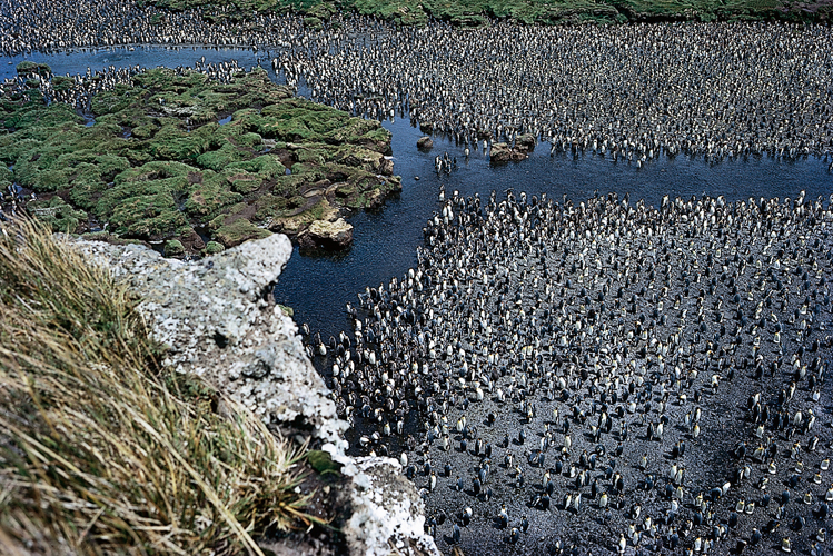 Colonie de manchots royaux  Crozet.