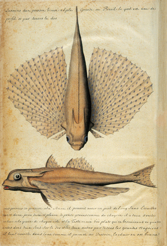 Dessins dun poisson trouv  lle Grande au Brsil, lequel est vu de profil et par-dessus le dos. Nous prmes ce poisson  la senne; il pouvait avoir un pied de long, sans cailles, couvert dune peau dure et pleine de petits grains comme du chagrin. Il a deux artes pointues  la queue de chaque ct, et la tte orne dos plats qui se terminent en quatre pointes dont deux sont sur le dos et les deux autres par-dessous les grandes nageoires, quil tient ouvertes dans leau comme il parat au dessin. La chair en est bonne.