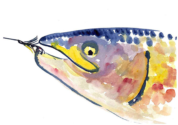 <i>Salmo salar</i>  la mouche (aquarelle).