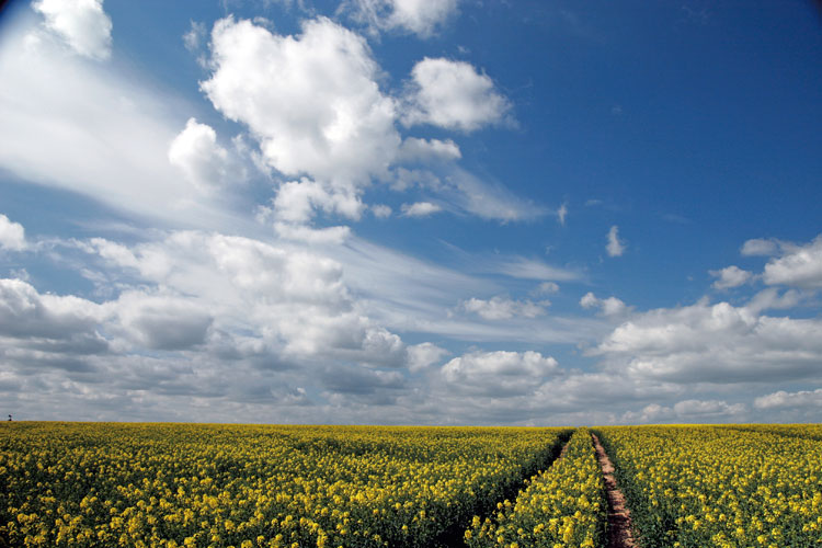 Km128: champ de colza et ciel  Eure-et-Loir.