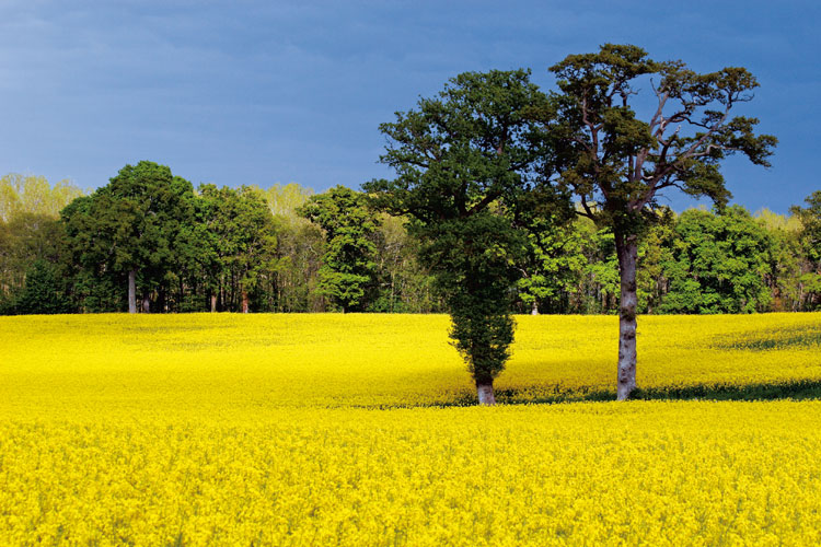 Km444: champ de colza et chnes  Maine-et-Loire.