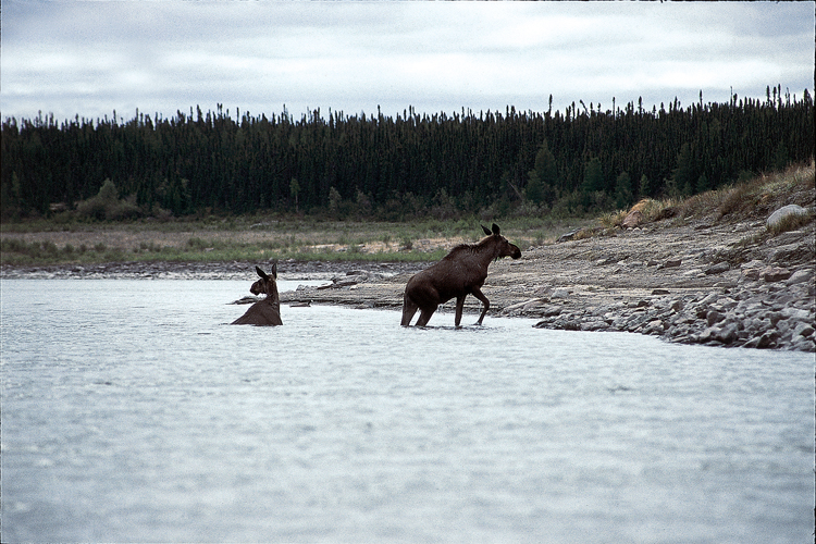 Femelle orignal et son petit sur les bords de la rivire Churchill, dans le Manitoba.