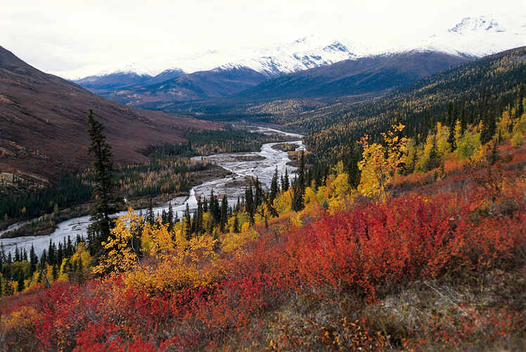 Septembre – Vallée de l’Alatna, dans le parc national des Portes de l’Arctique, au cœur de la chaîne de Brooks.