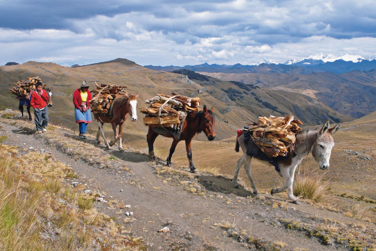 Chemin inca transform en sentier de montagne entre Yauya et Sihuas (Ancash, Prou).