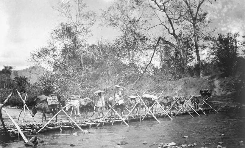 Caravanes de mules du Yunnan.