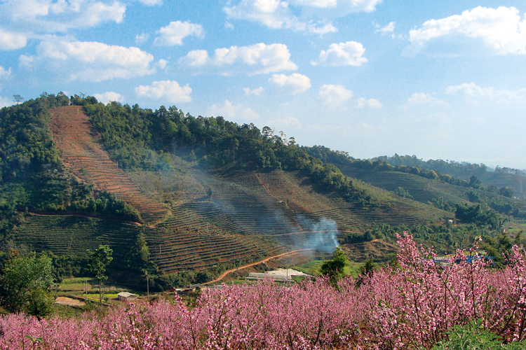 Au dbut des annes2000,  la faveur dune bulle spculative, les thiers puerh ont soudainement et irrmdiablement remplac la fort, favorisant lrosion des sols sur les terrasses mal consolides et anantissant une partie de la biodiversit.