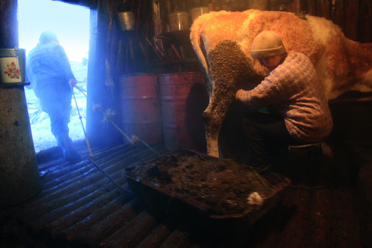 Le printemps arrive: les vaches vont enfin pouvoir quitter leur <i>khoton</i>, table de rondins et de terre o elles se tassent lhiver durant.