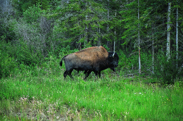 Bison.