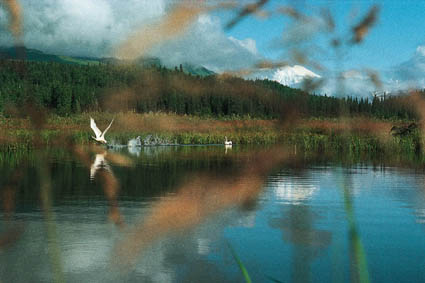 Cygnes  lenvol dans la valle glaciaire de la Kahiltna.