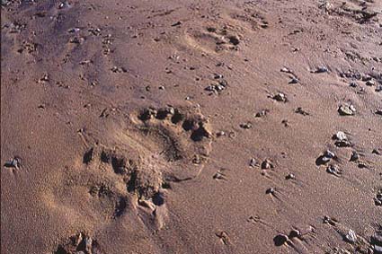 Traces dours blanc sur lestran.