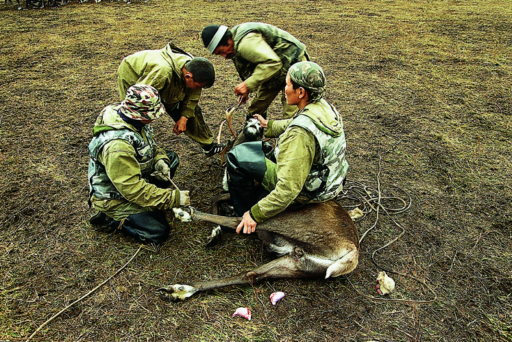 Castration dun mle et coupe de ses bois.