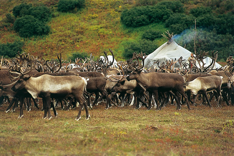 Le troupeau de rennes est rassembl devant la <i>iourt</i>.