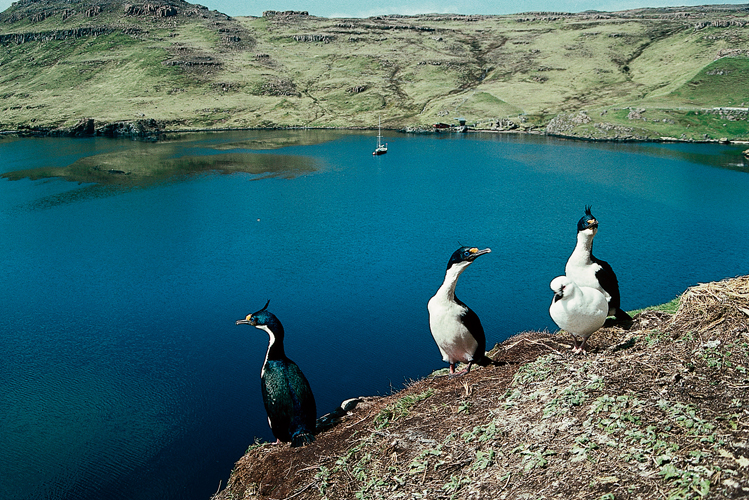 Cormorans de Kerguelen <i>(Phalacrocorax atriceps verrucosus)</i>   caroncule jaune dor  et chionis <i>(Chionis minor minor)</i>.