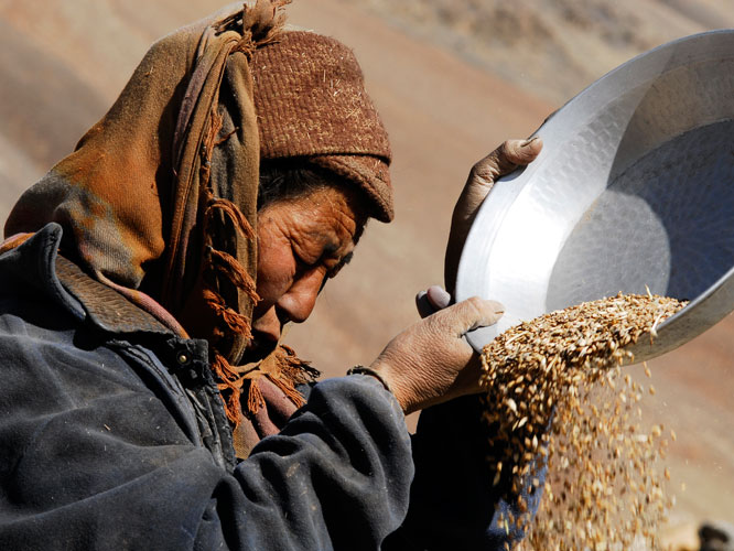 Pendant le vannage de lorge, on appelle le vent pour sparer le grain de la balle.