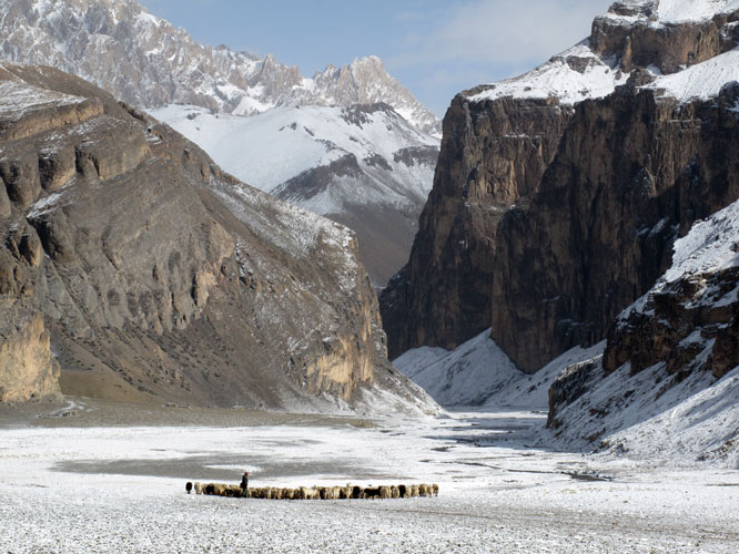  plus de 4600mtres daltitude, les hauts plateaux de Karnak, au sud-est du Ladakh, sont habits par des nomades qui vivent de llevage de chvres pashmina.