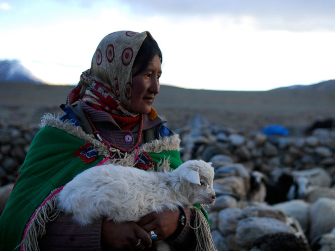 Dholma ramne un chevreau  sa mre. Il faudra attendre quil grandisse pour le laisser pturer avec le reste du troupeau.