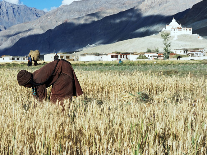 Traditionnellement, hommes et femmes travaillaient  part gale dans les champs. Aujourdhui, les hommes quittent les villages aux mois dt pour trouver un emploi rmunr, les femmes restant alors seules  assumer les tches agricoles.