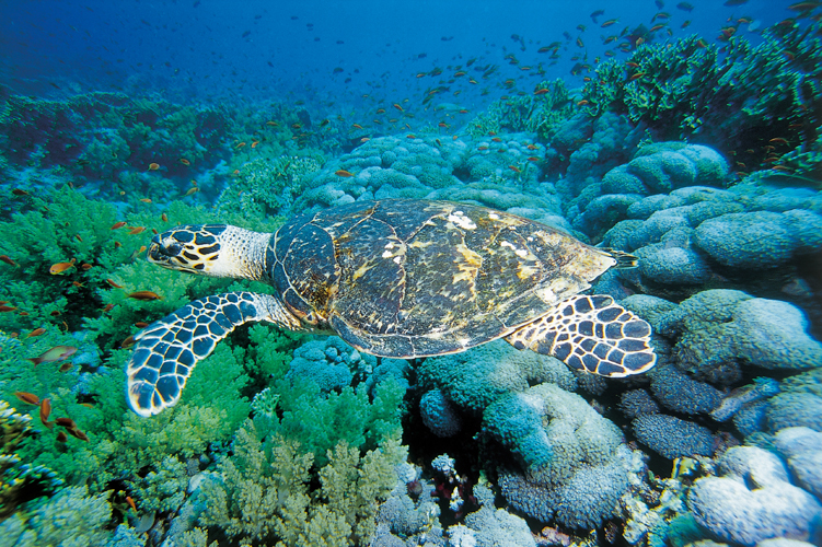 Les tortues marines peuvent nager jusqu’à la vitesse de 35 km/h, leurs membres antérieurs assurant la locomotion et les postérieurs la direction. Leur temps moyen en apnée est de dix minutes.