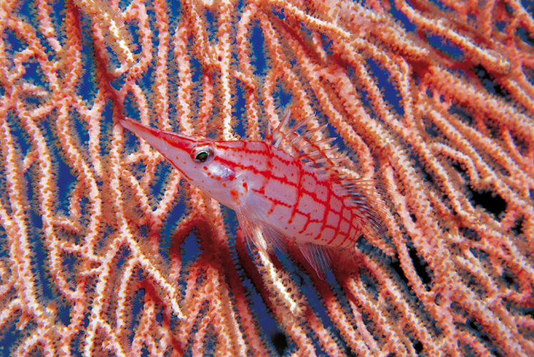 Un poisson-faucon <i>(Oxycirrhites typus)</i>, long de quelques centimtres, se tient  lafft dans une gorgone <i>(Subergorgiasp.)</i>, avec laquelle sa livre en damier laide  se confondre.