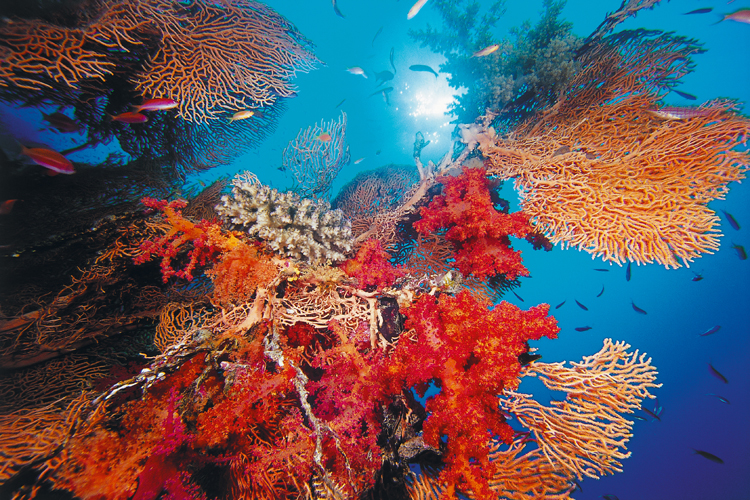 Les alcyonaires et les gorgones, ou coraux ventails, qui ont un squelette souple, croissent perpendiculairement aux tombants et font barrage au plancton dont ils se nourrissent.