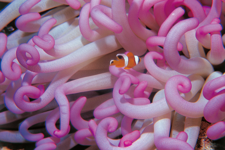 Cinq espces danmones, ici <i>Radianthus kuekenthalii</i>, sont susceptibles de proposer un abri  lunique espce de poisson-clown <i>(Amphiprion bicinctus)</i> de la mer Rouge.