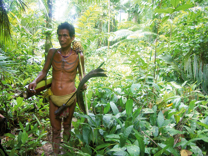 Au dtour dun chemin, rencontre avec un naturel de la rgion recule de Simatalu parti cueillir les fruits de sa fort.