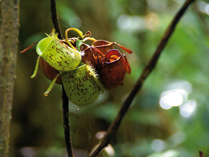 Leau recueillie dans la corolle des plantes carnivores npenths est utilise par les chamanes pour ses proprits purificatrices.