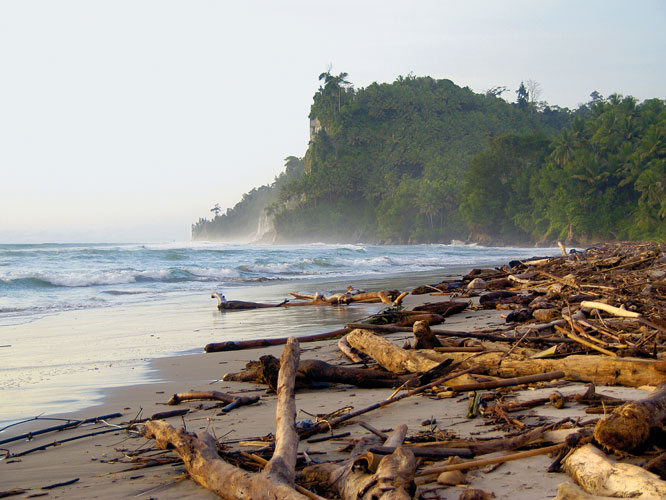 Locan Indien et la fort primaire sembrassent sur des plages jonches darbres morts.