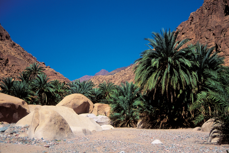 Loasis de WadiKid, inhabite, est un relais entre Nabq, sur la cte, et lintrieur de la pninsule. Le terme doasis, pass dans de nombreuses langues, trouve son origine dans lgypte des pharaons.