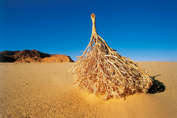 En dpit de son aridit apparente, le Sina compte environ mille espces vgtales, soit autant que lensemble du Sahara. Seules quelques dizaines dentre elles sont endmiques.