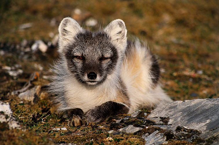 Un renard polaire <i>(Alopex lagopus)</i> qui a t nourri une fois de la main de lhomme deviendra familier, voire effront et chapardeur.