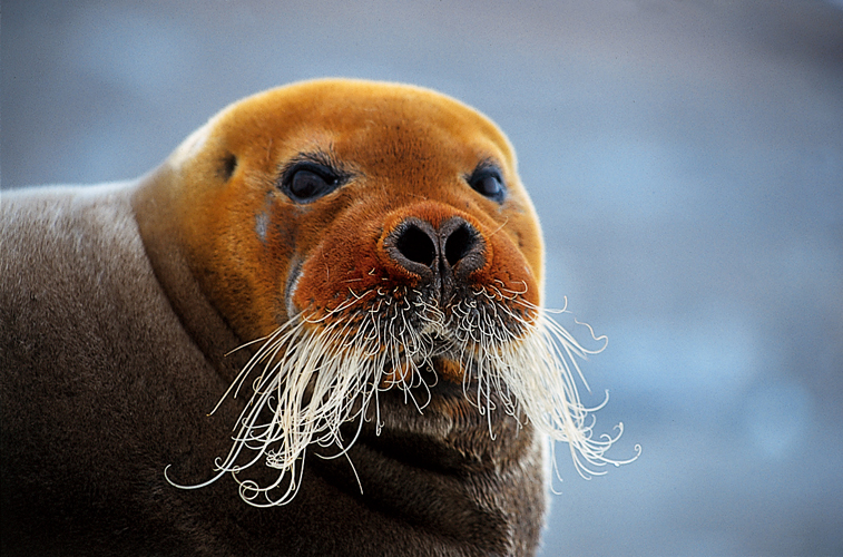 Phoque barbu <i>(Erignathus barbatus)</i> adulte dont les vibrisses ou moustaches servent  reprer crustacs et coquillages sur le fond marin.