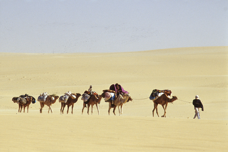 Les Toubous sengagent dans lerg de Bilma par petits groupes familiaux, parfois uniquement fminins. Au cur du vent de sable, lair est plus visible, palpable la progression est pnible, le ciel sestompe, se mle aux crtes des dunes, il faut redoubler de vigilance.