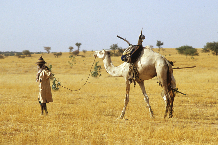 Lleveur peul tresse la paille, sillonne sans relche la steppe africaine pour le bien-tre de son btail. Sa connaissance du troupeau est inoue!