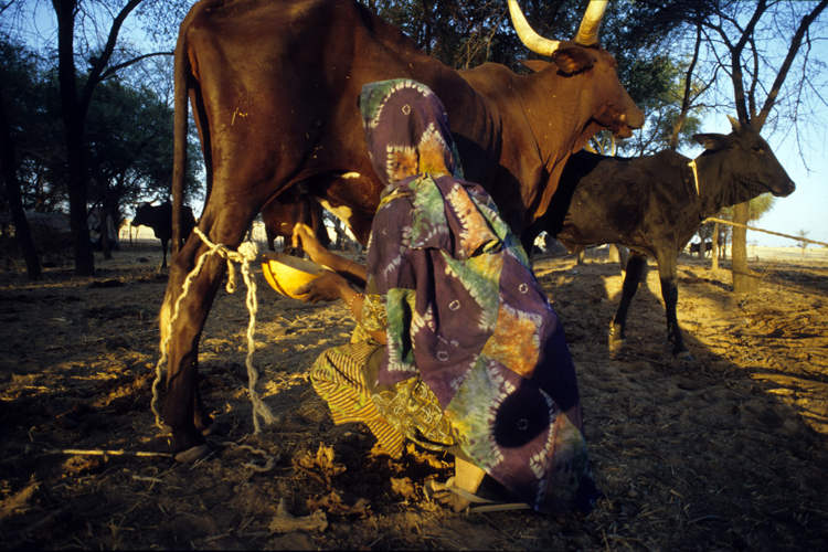 Chez les Wodaabe, seules les femmes traient les vaches. Le lait est la base de lalimentation simple de ces pasteurs, bu frais ou caill, accompagn de riz ou de mil pil.