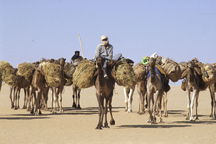 La <i>taghlamt</i>, la caravane touargue du Tnr, aborde limmensit au sortir du massif de lAr. Six jours seront ncessaires pour atteindre lautre rive du dsert des dserts