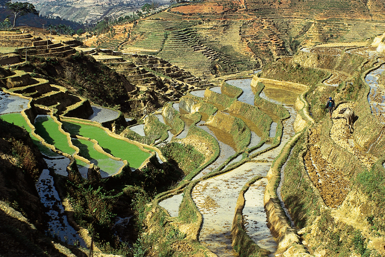 Vallée rizicole cultivée en terrasses aux abords de Xiaguan (Yunnan).
