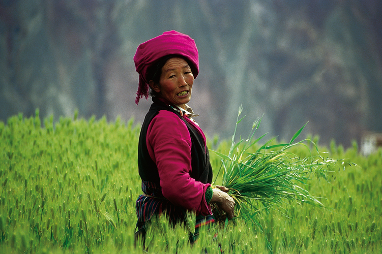 Femme dans son champ d’orge, au Kham (Tibet oriental).
