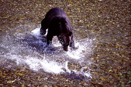 Ours brun poursuivant un saumon (Alaska).