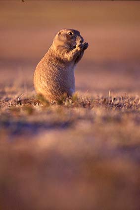 Chien de prairie des Badlands (Dakota du Sud).