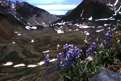 Parc provincial de Tombstone (nord du Yukon).